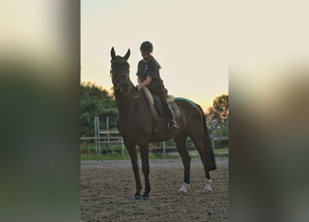 Mecklenburg Warmblood, Gelding, 8 years, 17 hh, Black