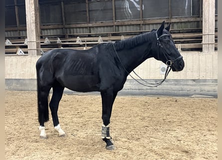 Mecklenburg Warmblood, Gelding, 8 years, 17 hh, Black