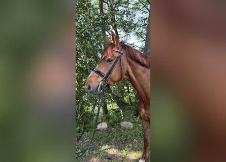 Mecklenburg Warmblood, Gelding, 9 years, 16,2 hh, Chestnut-Red
