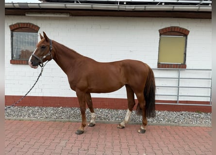 Mecklenburg Warmblood, Mare, 11 years, 16 hh, Chestnut-Red