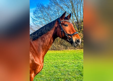 Mecklenburg Warmblood, Mare, 12 years, 17 hh, Brown