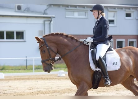 Mecklenburg Warmblood, Mare, 13 years, 16,2 hh, Chestnut-Red