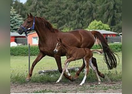 Mecklenburg Warmblood, Mare, 18 years, 15,3 hh, Chestnut-Red