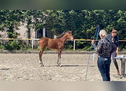 Mecklenburg Warmblood, Mare, 1 year, 16,1 hh, Bay-Dark