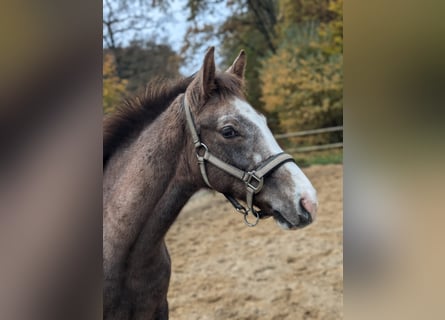 Mecklenburg Warmblood, Mare, 1 year, 16,2 hh, Gray-Red-Tan