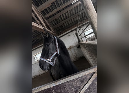 Mecklenburg Warmblood Mix, Mare, 1 year, 16 hh, Grey-Dark-Tan