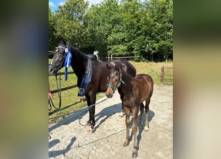 Mecklenburg Warmblood, Mare, 1 year, Bay-Dark