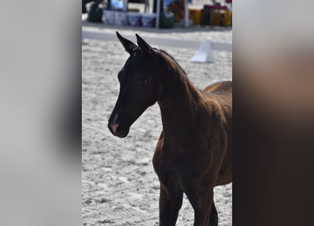 Mecklenburg Warmblood, Mare, 1 year, Black