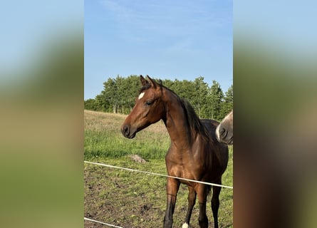 Mecklenburg Warmblood, Mare, 1 year, Brown