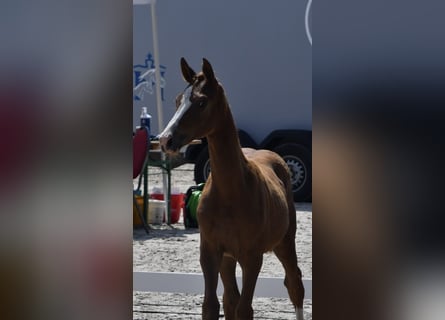 Mecklenburg Warmblood, Mare, 1 year, Chestnut-Red