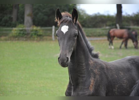 Mecklenburg Warmblood, Mare, 1 year