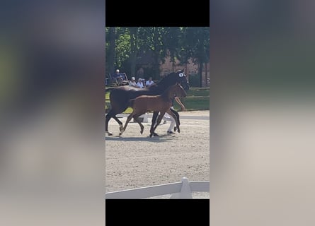 Mecklenburg Warmblood, Mare, 1 year, Smoky-Black