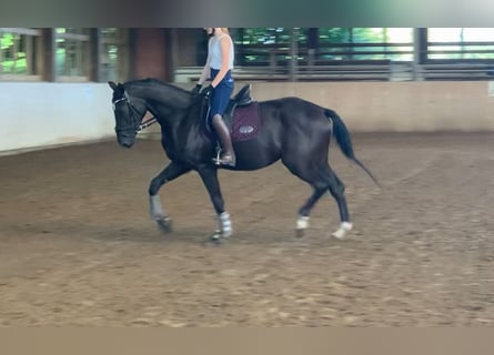 Mecklenburg Warmblood, Mare, 3 years, 16,2 hh, Black