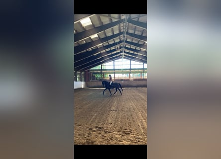 Mecklenburg Warmblood, Mare, 3 years, 16,2 hh, Brown