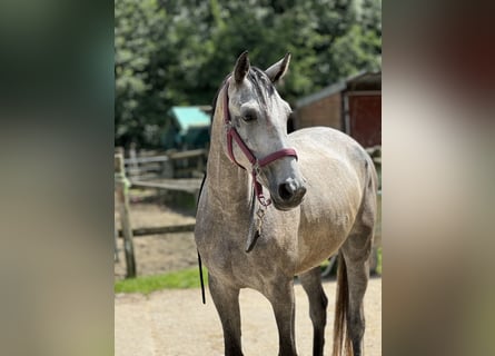 Mecklenburg Warmblood, Mare, 4 years, 15.2 hh, Gray-Dapple