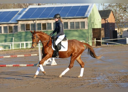 Mecklenburg Warmblood, Mare, 4 years, 15,2 hh, Chestnut-Red