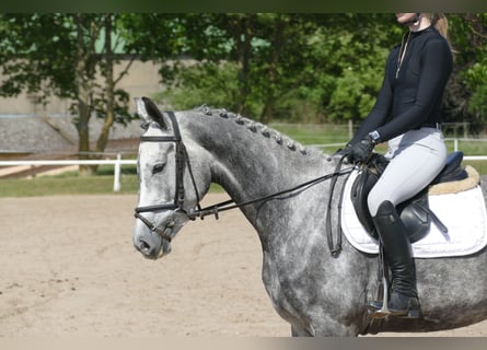 Mecklenburg Warmblood, Mare, 4 years, 15,3 hh, Gray