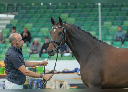 Mecklenburg Warmblood, Mare, 4 years, 16.1 hh, Bay-Dark