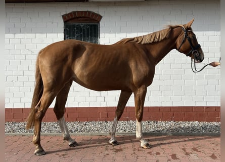 Mecklenburg Warmblood, Mare, 4 years, 16.1 hh, Chestnut-Red