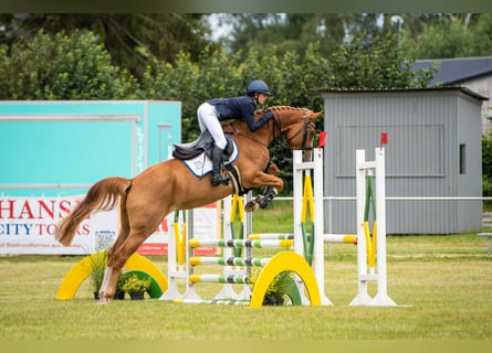 Mecklenburg Warmblood, Mare, 4 years, 16.1 hh, Chestnut-Red