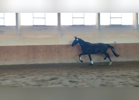 Mecklenburg Warmblood, Mare, 4 years, 16.2 hh, Black