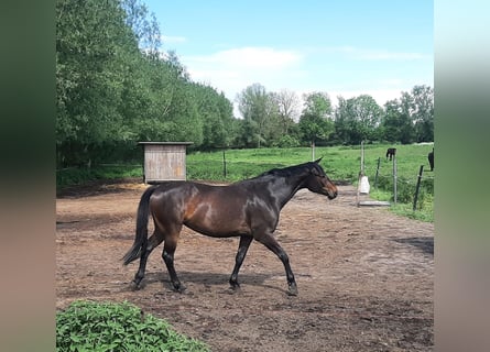 Mecklenburger Warmblut, Stute, 4 Jahre, 16,2 hh, Schwarzbrauner