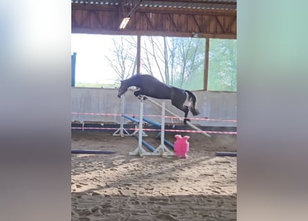 Mecklenburg Warmblood, Mare, 4 years, 16 hh, Gray