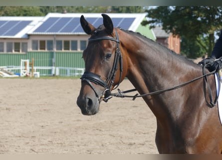 Mecklenburg Warmblood, Mare, 4 years, Bay-Dark