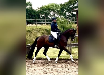 Mecklenburg Warmblood, Mare, 5 years, 16.3 hh, Bay-Dark