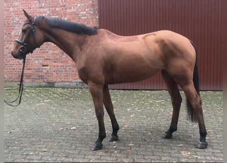 Mecklenburg Warmblood, Mare, 5 years, 16 hh, Bay-Dark