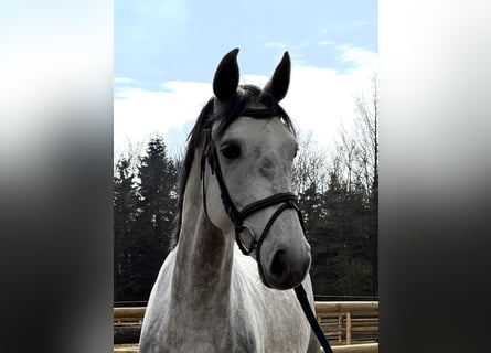 Mecklenburg Warmblood, Mare, 5 years, 16 hh, Gray