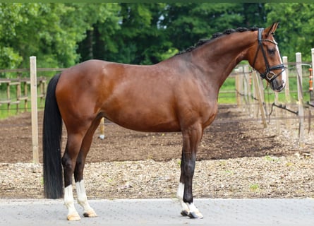 Mecklenburg Warmblood, Mare, 5 years, 16,1 hh, Brown