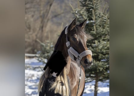 Mecklenburg Warmblood, Mare, 6 years, 16 hh, Brown