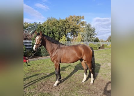 Mecklenburg Warmblood, Mare, 6 years, 16,1 hh, Brown
