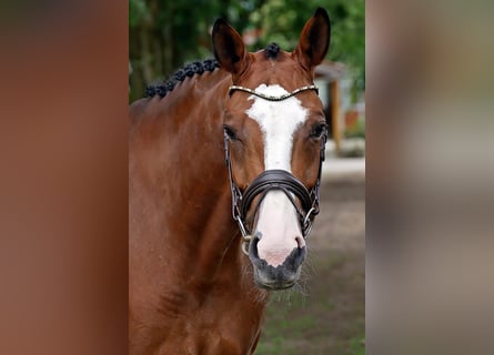 Mecklenburg Warmblood, Mare, 7 years, 16,1 hh, Brown-Light