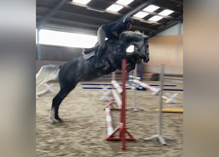 Mecklenburg Warmblood, Mare, 8 years, 16.2 hh, Grey