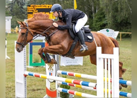 Mecklenburg Warmblood, Mare, 9 years, 16,1 hh