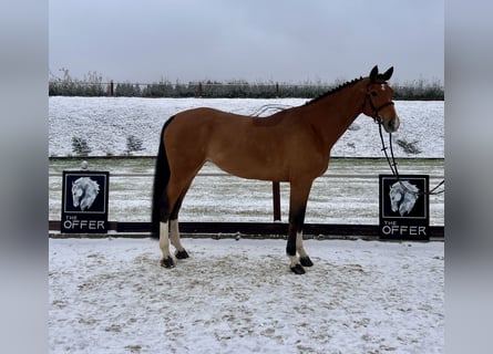 Mecklenburg Warmblood, Mare, 9 years, 16,2 hh, Brown