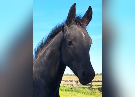 Mecklenburg Warmblood, Mare, Foal (05/2025), 16,2 hh, Black