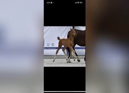 Mecklenburg Warmblood, Mare, Foal (06/2025), 16,2 hh, Chestnut