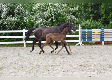 Mecklenburg Warmblood, Mare, Foal (04/2026), Black