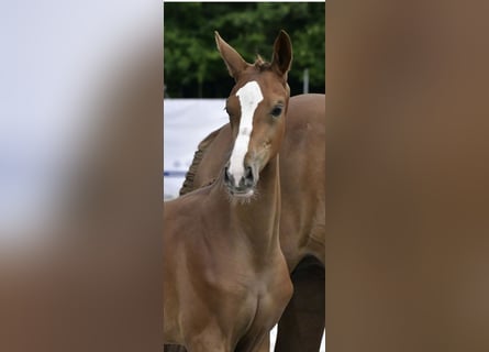 Mecklenburg Warmblood, Mare, Foal (04/2025), Chestnut-Red
