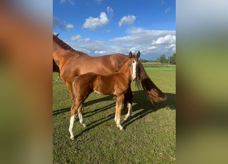 Mecklenburg Warmblood, Mare, Foal (07/2025), Chestnut-Red