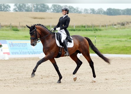 Mecklenburg Warmblood, Stallion, 10 years, 16.2 hh, Brown