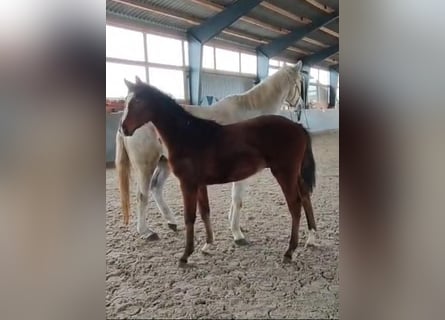 Mecklenburg Warmblood, Stallion, 1 year, 16.1 hh, Brown