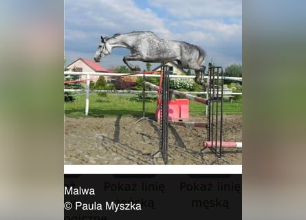 Mecklenburg Warmblood, Stallion, 1 year, 16.1 hh, Brown