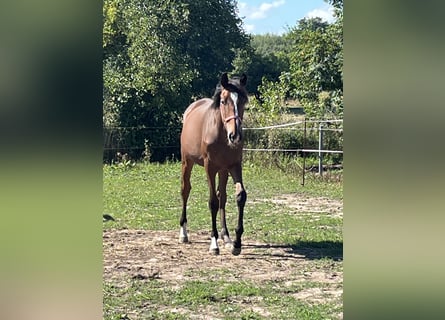 Mecklenburg Warmblood, Stallion, 1 year, 16.1 hh, Brown