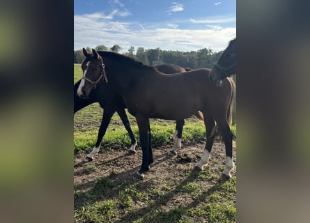 Mecklenburg Warmblood, Stallion, 1 year, 16 hh