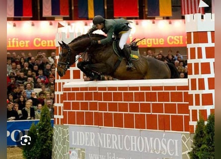 Mecklenburg Warmblood, Stallion, 1 year, 16,1 hh