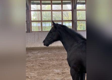 Mecklenburg Warmblood, Stallion, 1 year, 17 hh, Black